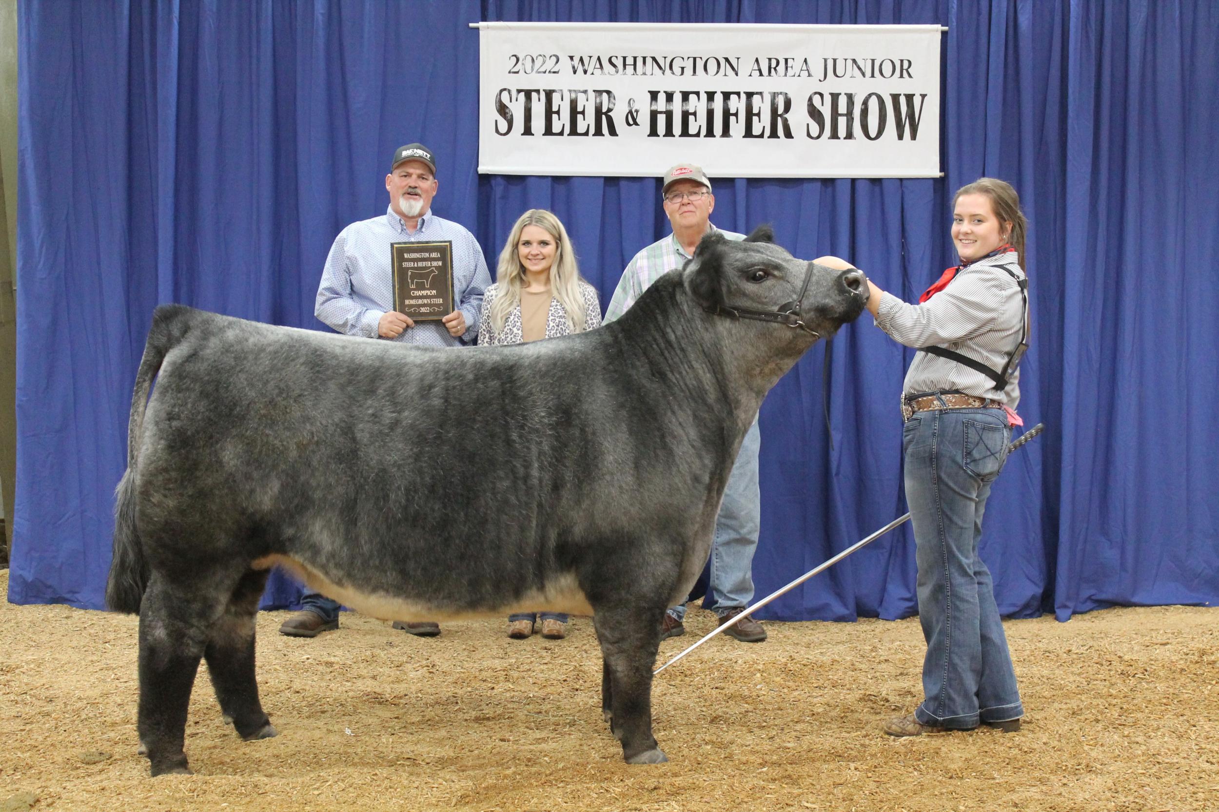 Steer Show Photo